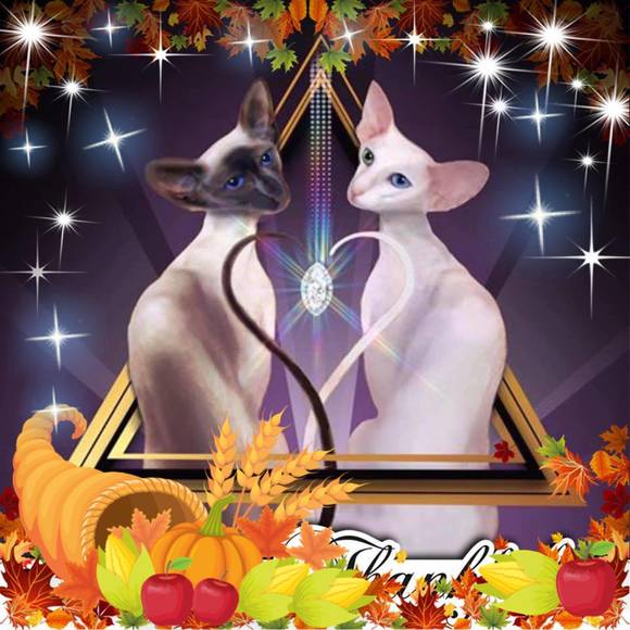 siamese0286